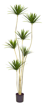 Dracaena Marginata Tree- 2m with 6 heads  
